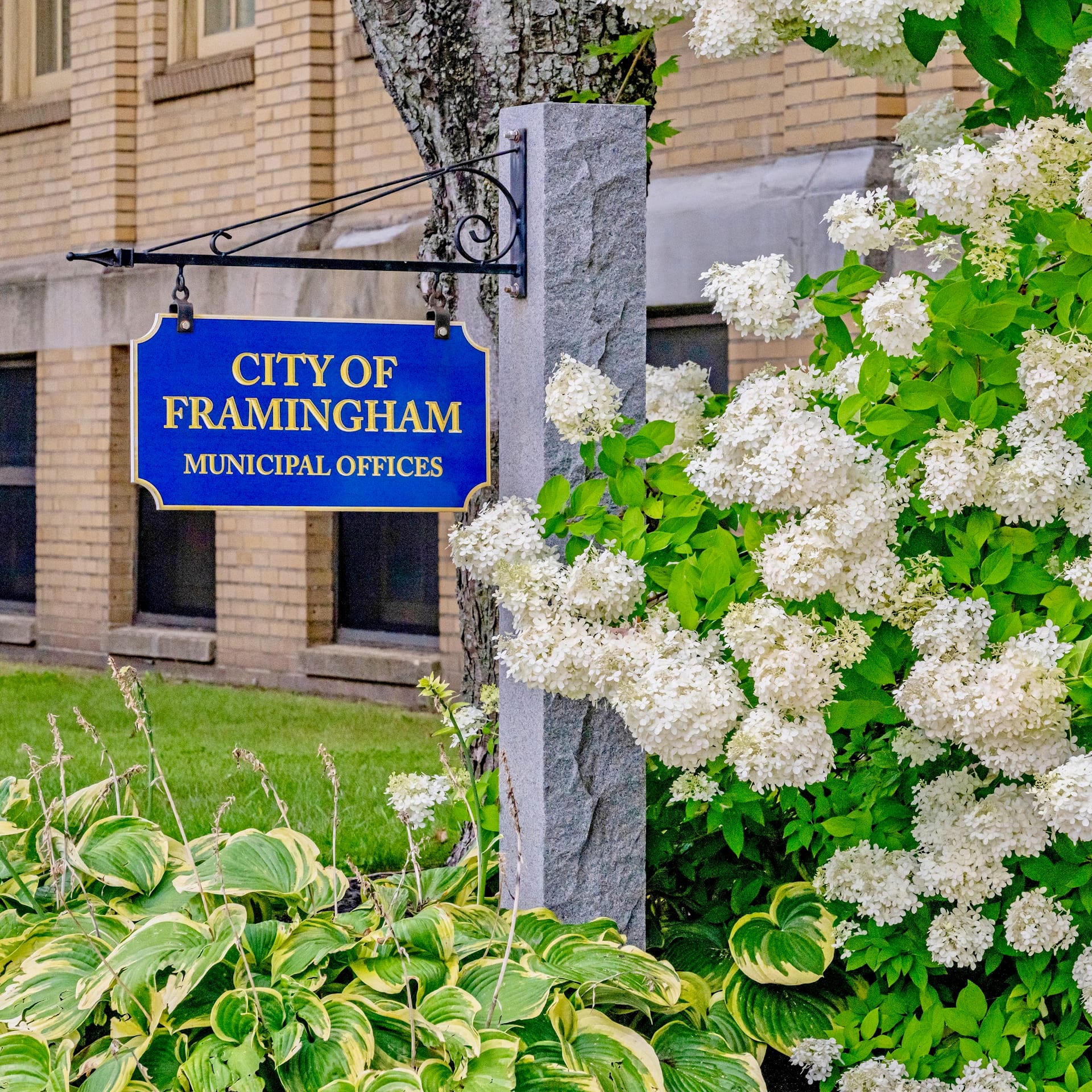 City of Framingham Municipal Offices sign surrounded by white hydrangeas